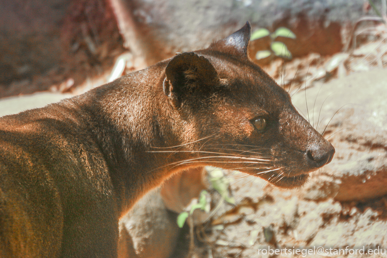 fossa